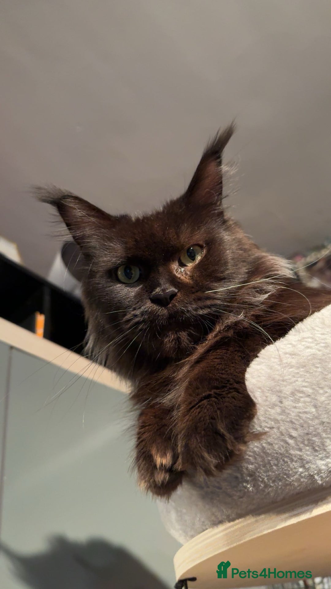 Maine Coon cats for sale: Retired breeding queen  - Image 1