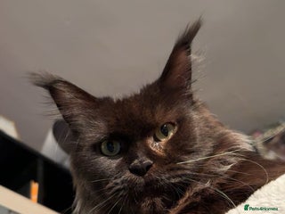 Maine Coon cats - Advert 34