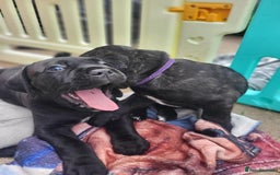 Cane Corso dogs for sale: 3 gorgeous male cane corso pups - Image 3