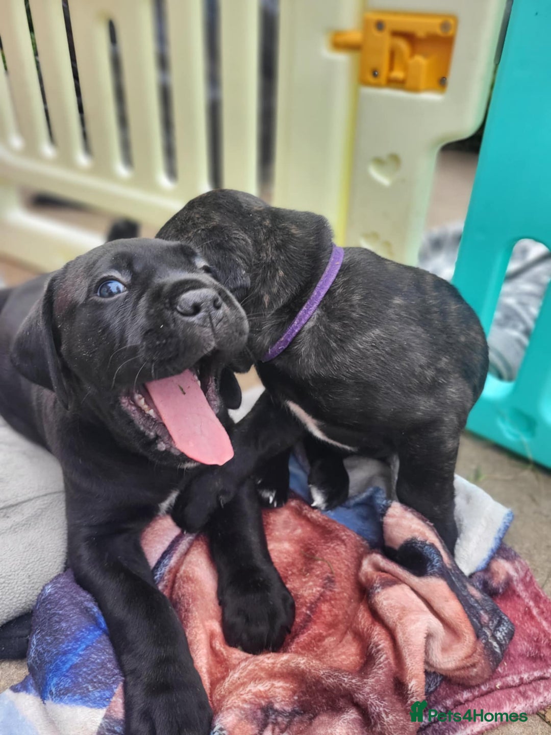 Cane Corso dogs for sale: 3 gorgeous male cane corso pups - Image 3