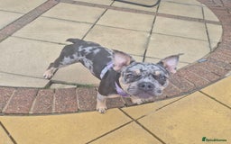 Mixed Breed dogs for sale: Female bulldog - Image 1
