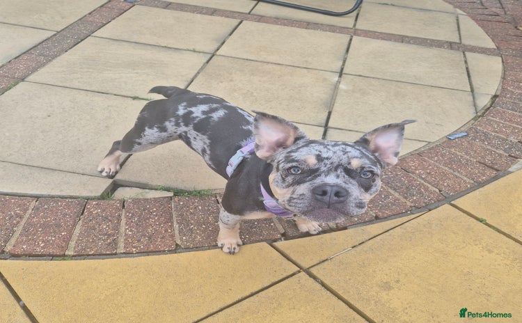 Mixed Breed dogs - Advert 1