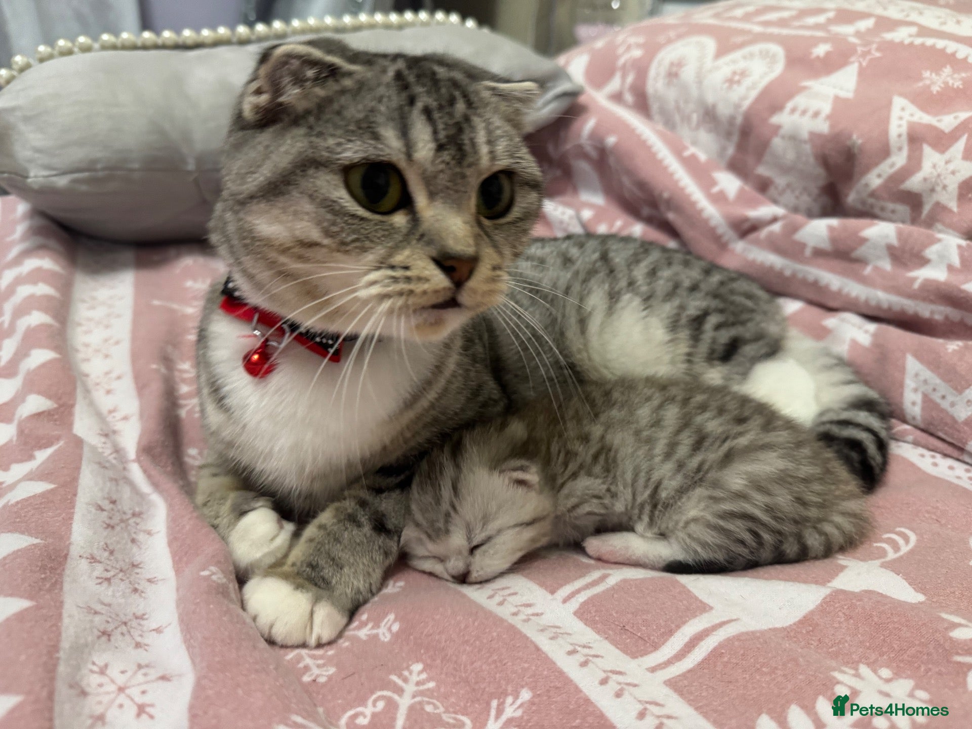 Scottish Fold cats for sale: Scottish fold silver/white male  - Advert 1