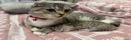 Scottish Fold cats for sale: Scottish fold silver/white male  - Advert 1