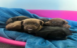 Cockapoo dogs for sale: Adorable cockapoo cross reduced last 2  - Image 4