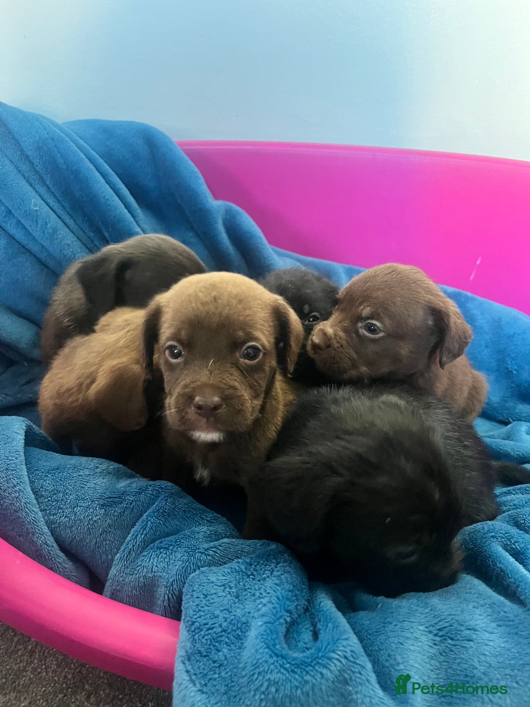 Cockapoo dogs for sale: Adorable cockapoo cross reduced last 2  - Image 4