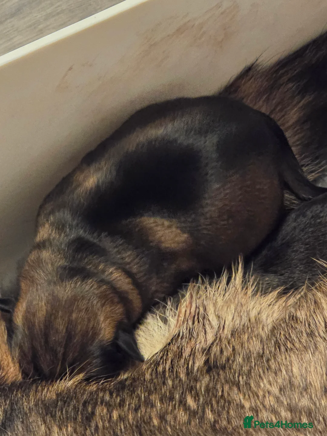 German Shepherd dogs for sale: Working line german shepherd pups  - Advert 9