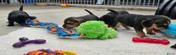 Bocker dogs for sale: Beautiful Bocker Pups - Ready 14.09.26 in Thirsk - Advert 20