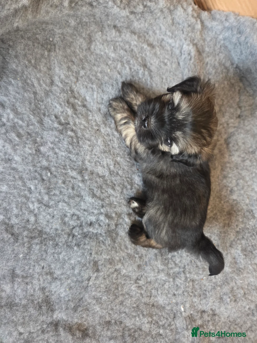 Lhasa Apso dogs for sale: Puppies - Advert 6