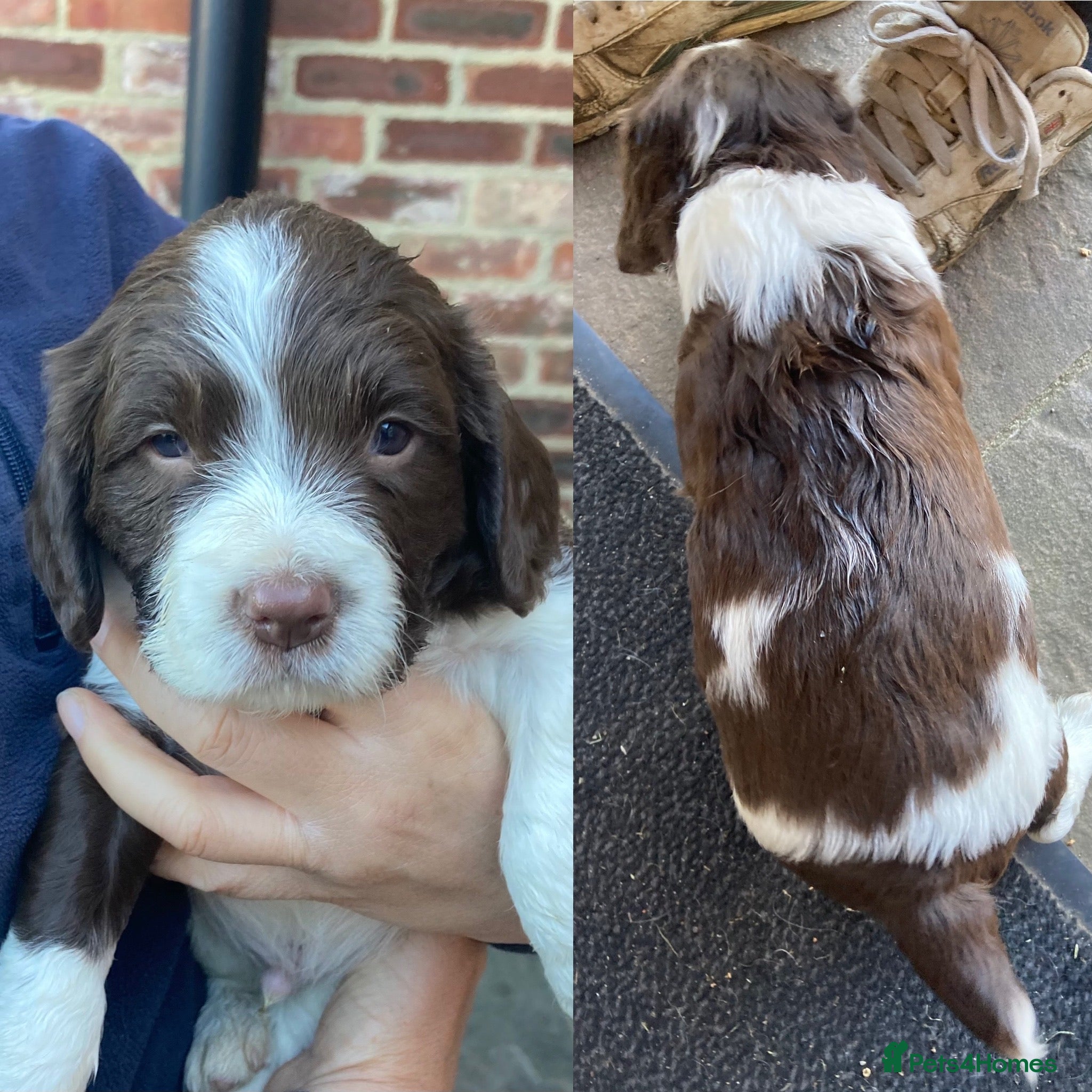 English Springer Spaniel dogs KC Reg Liver and White English Springer Spaniels - Advert 2