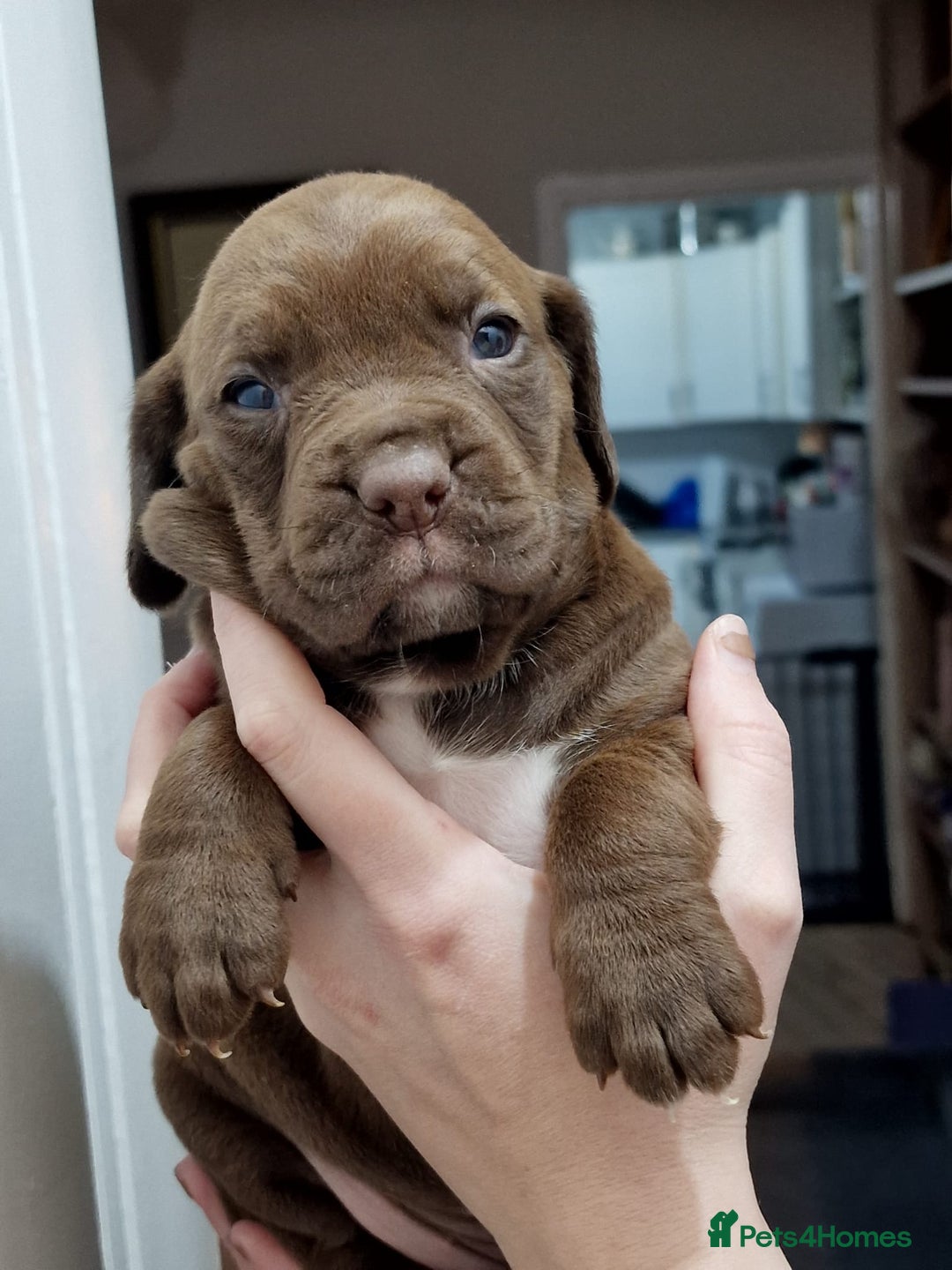 Mixed Breed dogs for sale: Bullmastiff × Sprocker Spaniel Puppies 9 Pups - Advert 21