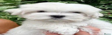 Maltese 2