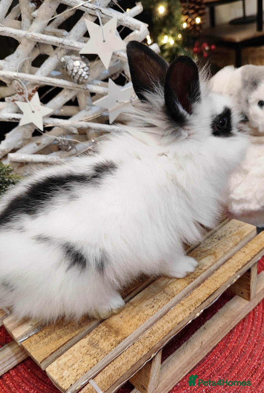 Mini Lion Lop rabbits for sale: Wonderful mini lion head lops - Advert 4