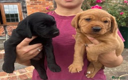 Cockerdor dogs for sale: One boy cockerdor puppy-Ready to go this weekend  - Image 8