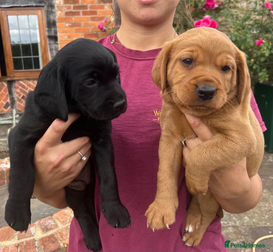 Cockerdor dogs for sale: One boy cockerdor puppy-Ready to go this weekend  - Image 8