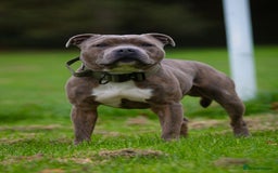 Staffordshire Bull Terrier dogs for stud: Amazing Blue Brindle Staffordshires Bull Terrier  - Image 7