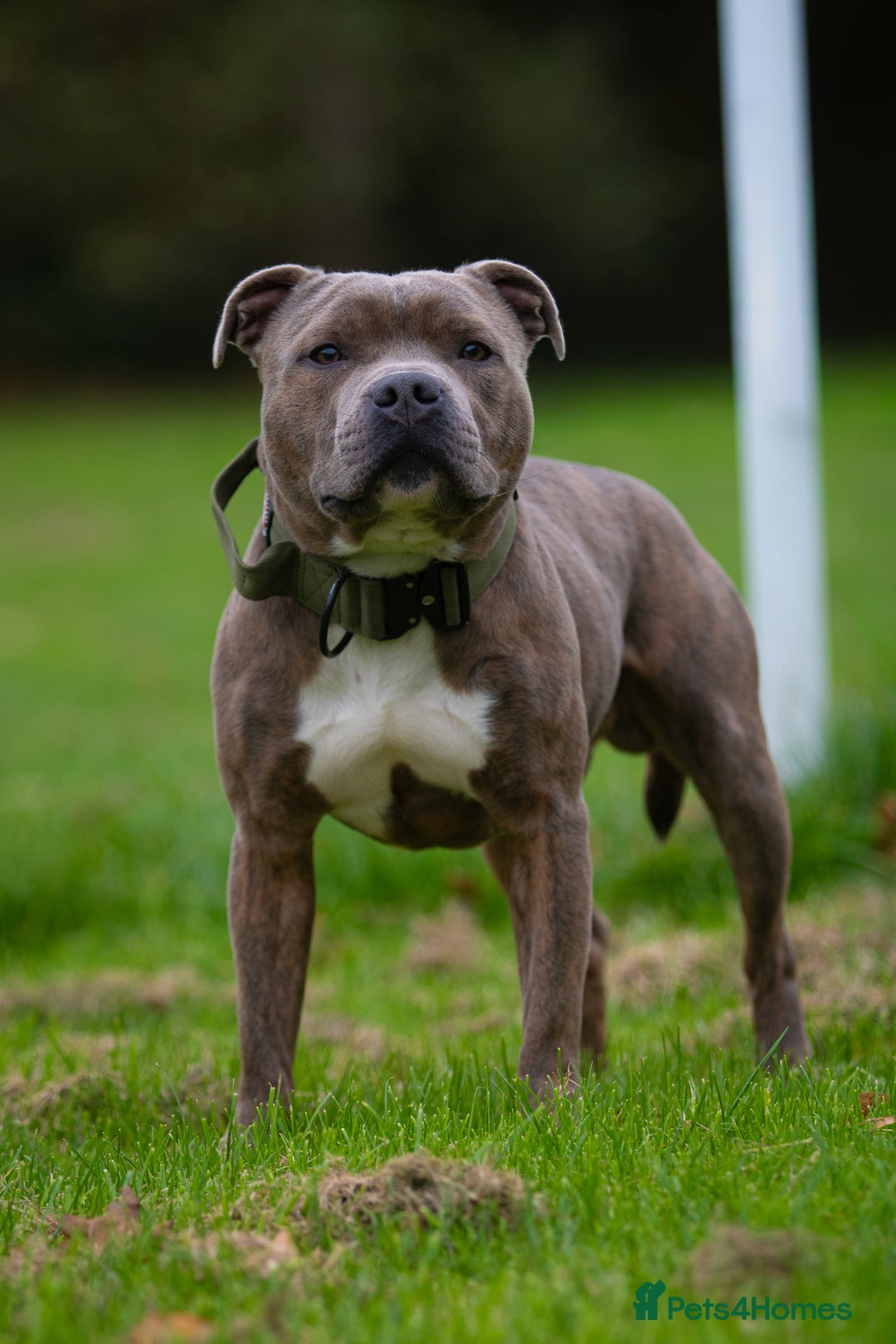 Staffordshire Bull Terrier dogs for stud: Amazing Blue Brindle Staffordshires Bull Terrier  - Image 7