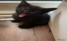 Mixed Breed cats for sale: Cute Adorable Kittens for Sale - Image 12