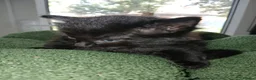 Mixed Breed cats for sale: Kittens Ready for new homes - Advert 13