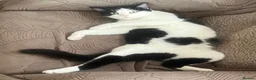 Mixed Breed cats for sale: The cutest mixed breed trio - Advert 15
