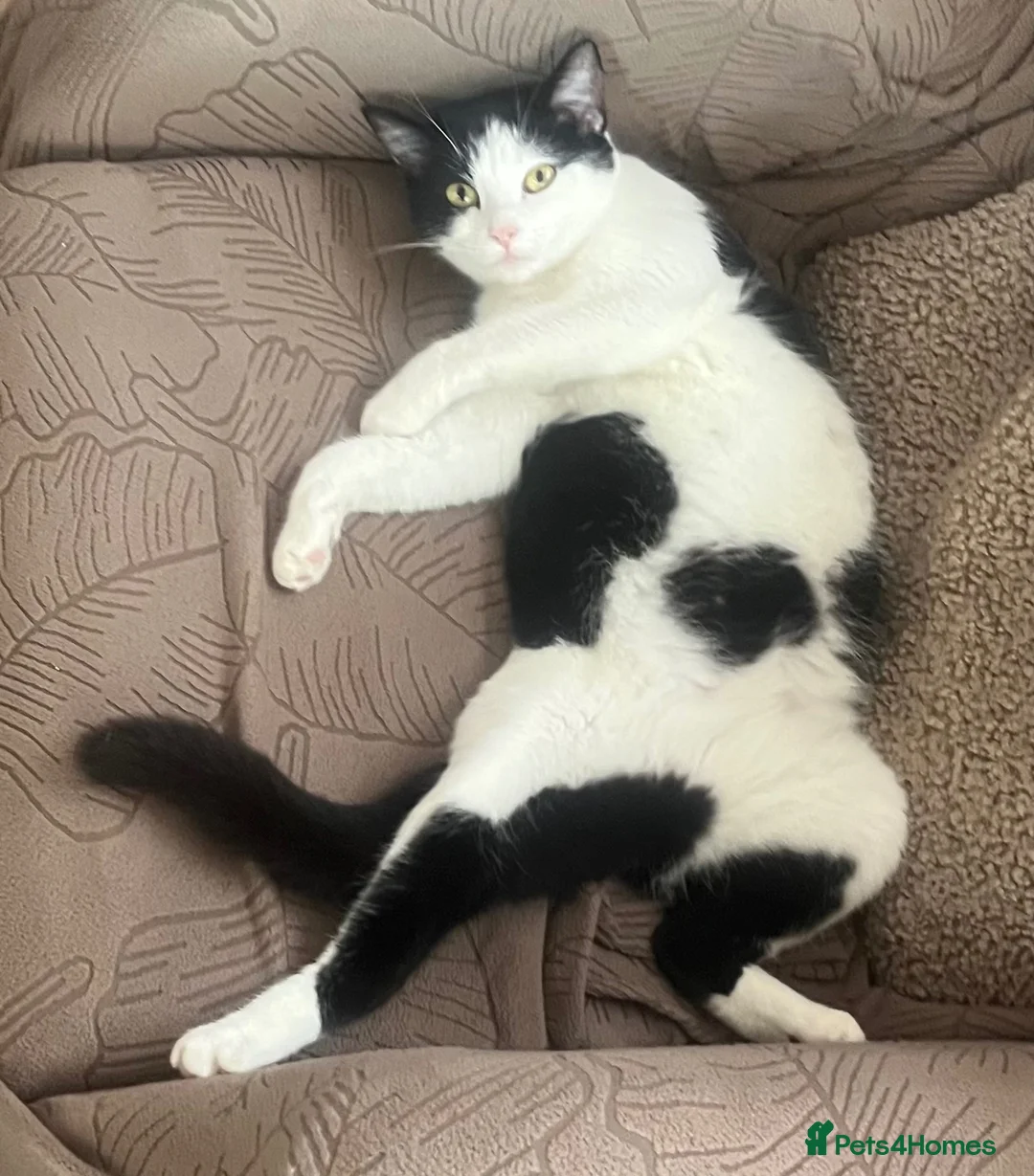 Mixed Breed cats for sale: The cutest mixed breed trio - Advert 15