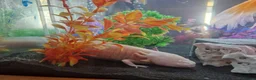 Other/Mixed Breed fish for sale: Solid Oak Fish Tank Cabinet  in Caerphilly - Advert 4