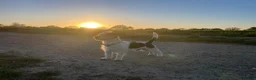 Jack Russell dogs for stud: Jack Russell for Stud - Advert 2