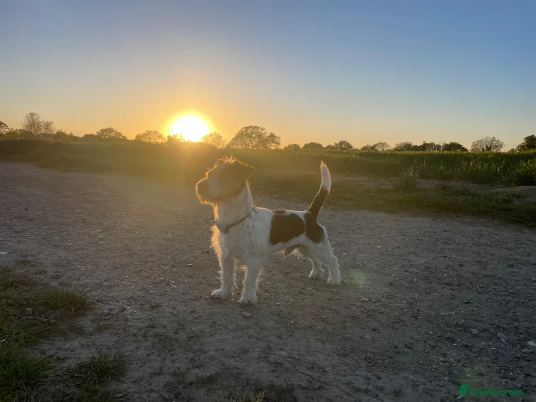 Jack Russell dogs for stud: Jack Russell for Stud - Advert 2
