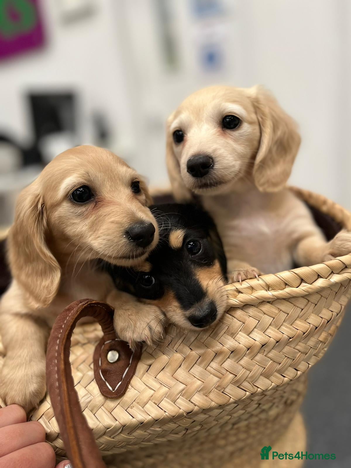 Miniature Dachshund dogs Little sausages with big characters  - Advert 1