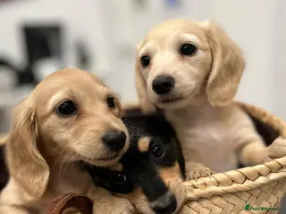 Miniature Dachshund dogs Little sausages with big characters - Advert 6