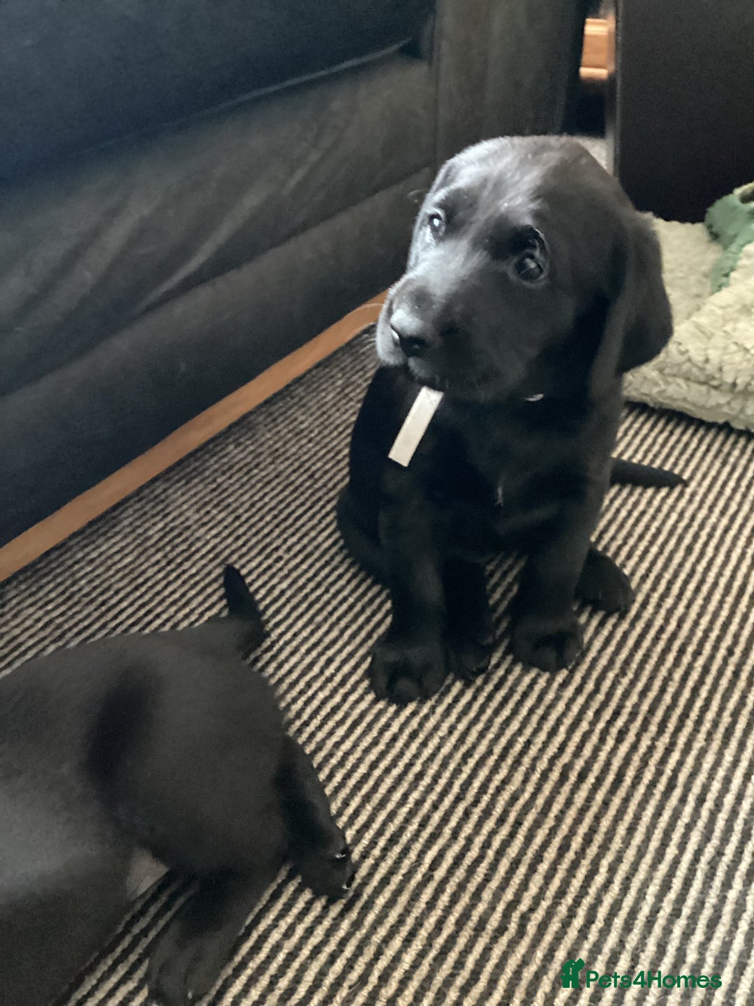 Labrador Retriever dogs for sale: KC Black Labrador Puppies - Image 18