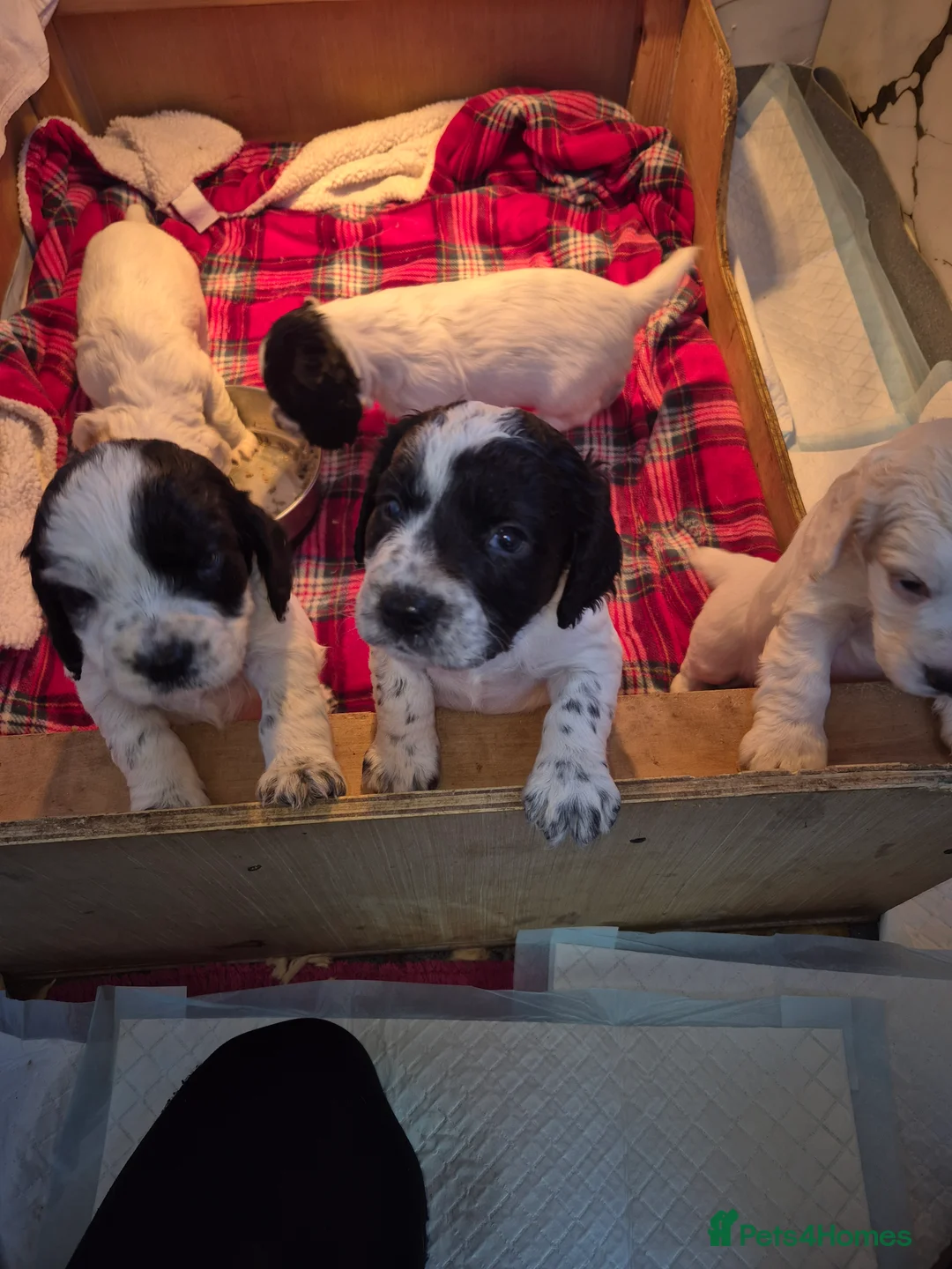 Cocker Spaniel dogs for sale: Cocker spaniel puppies - Advert 1