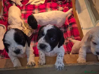 Cocker Spaniel dogs Cocker spaniel puppies - Advert 12