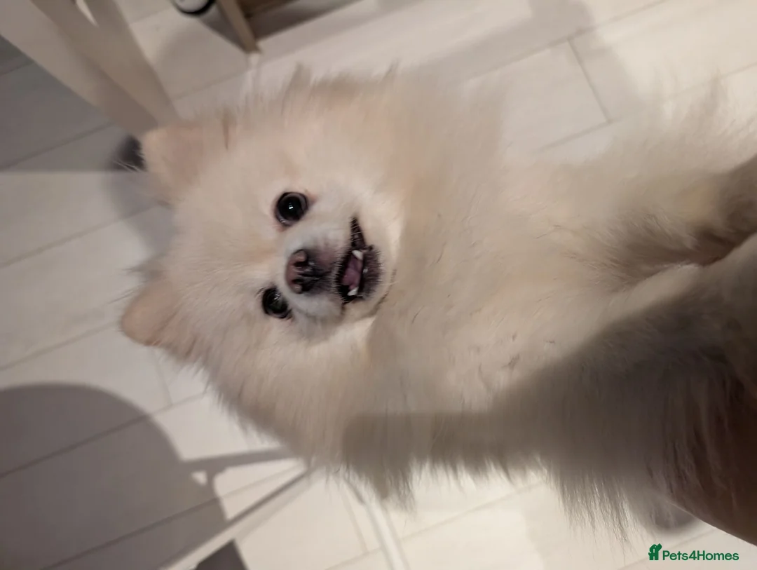 Pomeranian dogs for sale: Beautiful female pomeranian 3y old - Advert 5