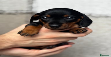 Miniature Dachshund dogs - Advert 1