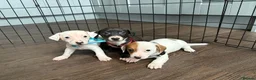 Jack Russell dogs for sale: Jack Russel puppies  in Retford - Advert 11