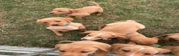Labrador Retriever dogs for sale: Fox Red Labradors KC REG in Northallerton - Advert 16