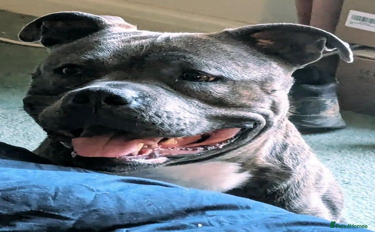 Staffordshire Bull Terrier dogs - Advert 15