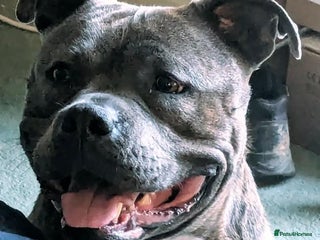 Staffordshire Bull Terrier dogs - Advert 16