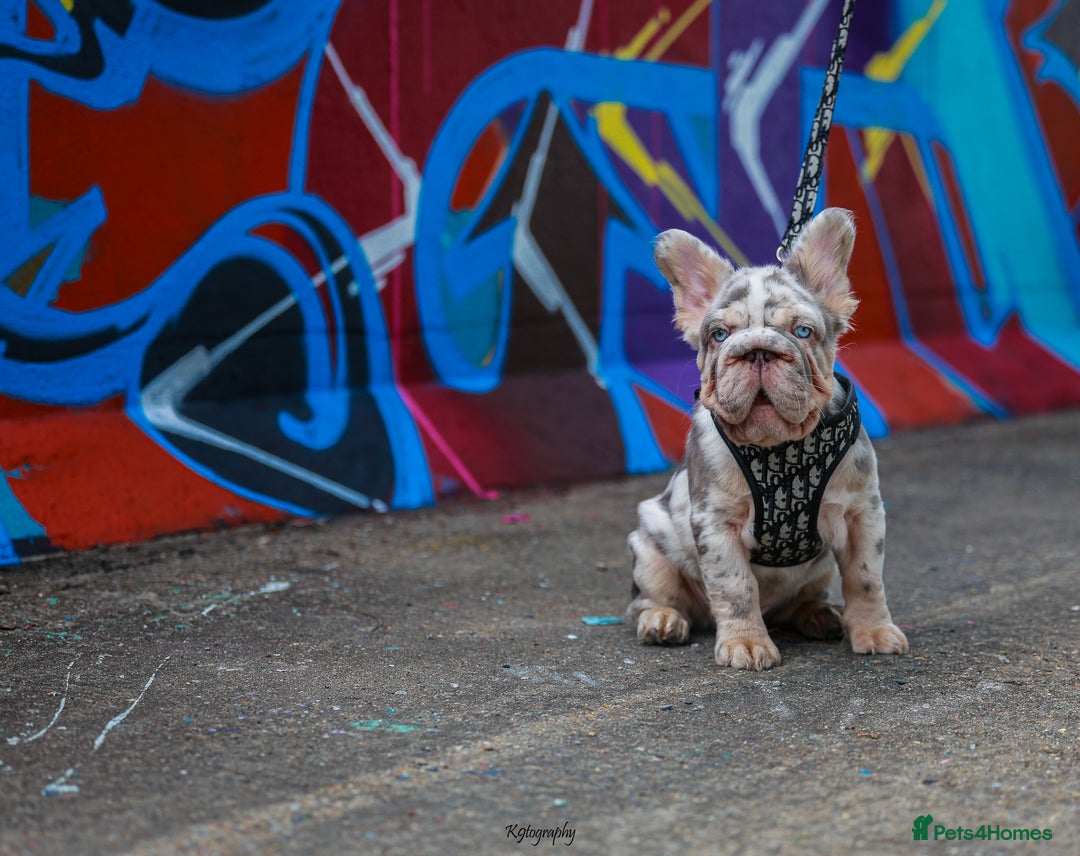 French Bulldog dogs for sale: Full fluffy ** lilac and tan Merle in London - Image 5