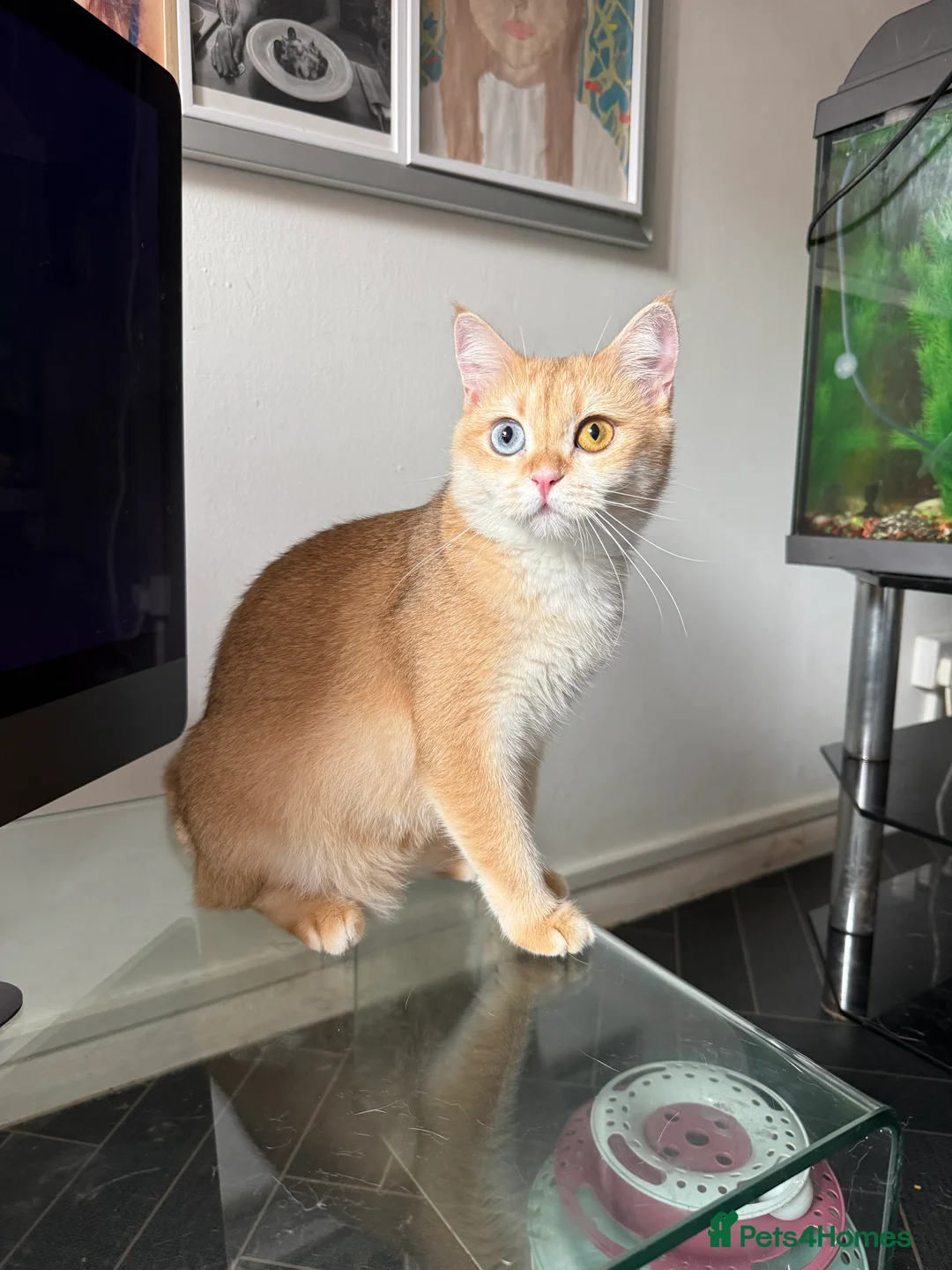 British Shorthair cats for sale: GCCF BSH Active Black Golden Odd Eyes Female Breed - Advert 5