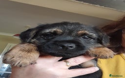 Border Terrier dogs for sale: KC REG SLEM CLEAR PUPPIES - Image 4