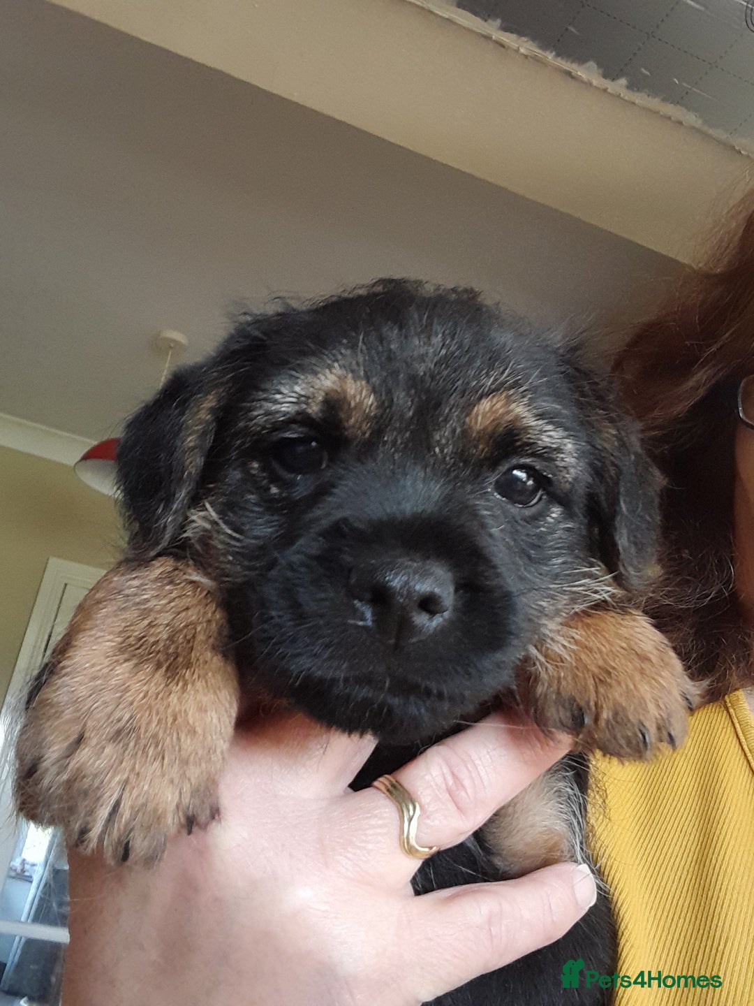 Border Terrier dogs for sale: KC REG SLEM CLEAR PUPPIES - Image 4