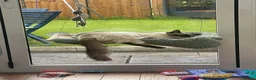 Ragdoll cats for stud: Ragdoll for stud Proven TICA&GCCF Registered💙 in Bristol - Advert 28