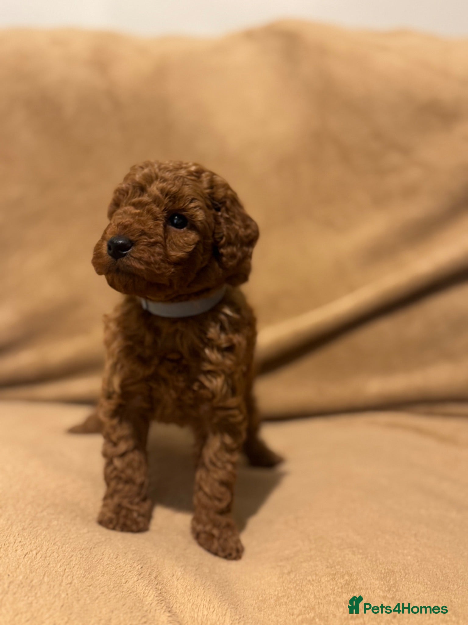 Miniature Poodle dogs READY TO LEAVE NOW!  - Advert 1