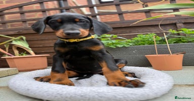 Dobermann dogs - Advert 9