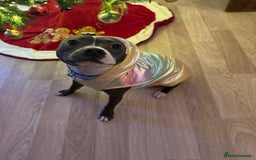 Staffordshire Bull Terrier dogs for sale: 🐶 KC Reg Staffordshire Bull Terrier Puppies 🐶 - Image 15