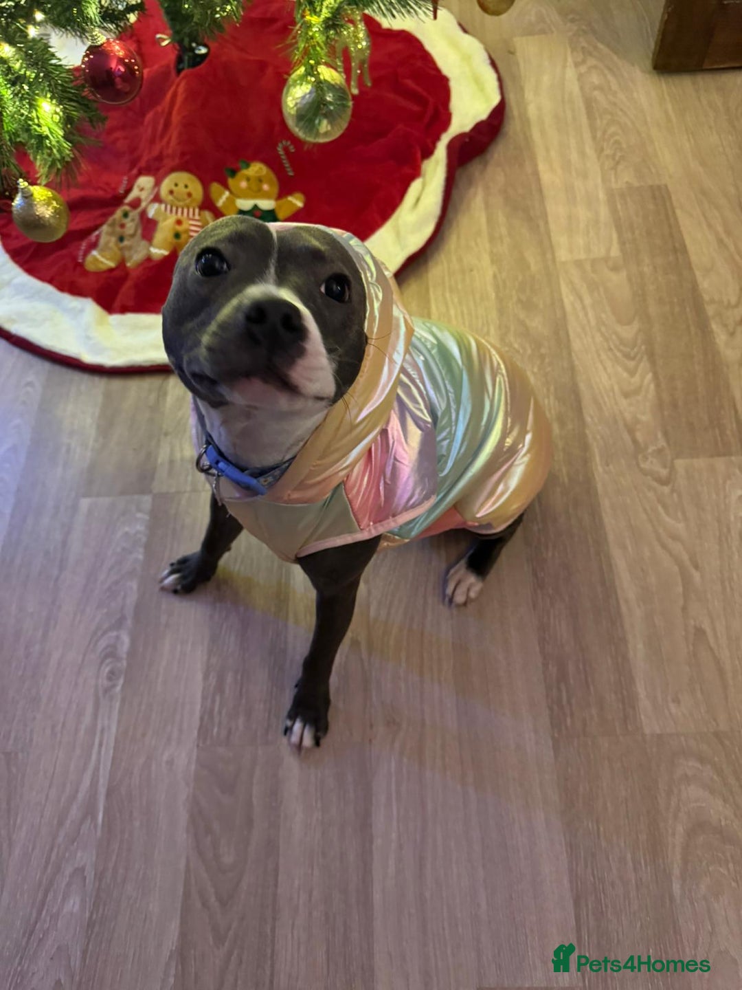 Staffordshire Bull Terrier dogs for sale: 🐶 KC Reg Staffordshire Bull Terrier Puppies 🐶 - Image 15