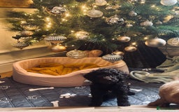 Cockapoo dogs for sale: Cockapoos ready 22.11 1 boy and 2 girls left💙🩷🩷 - Advert 6