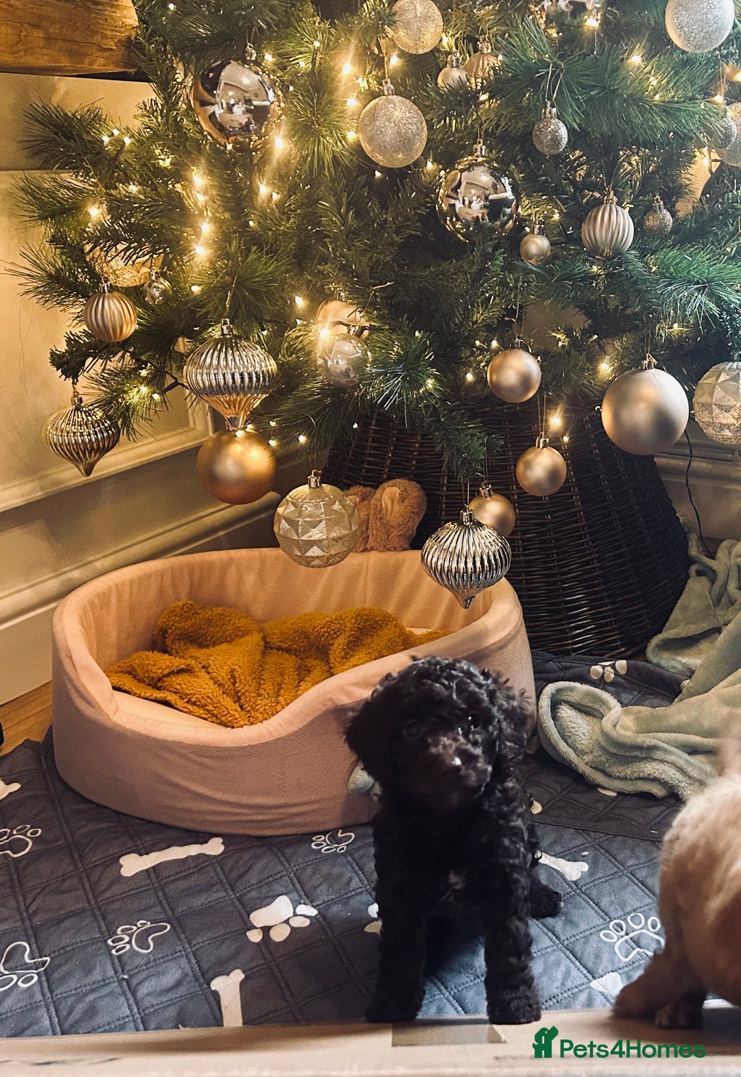 Cockapoo dogs for sale: Cockapoos ready 22.11 1 boy and 2 girls left💙🩷🩷 - Advert 6